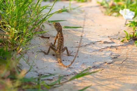 Brown lizard on white sand in green grass.の写真素材