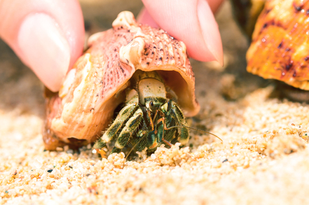 Small crab on white sand of sunny beach. Little hermit crab macro photo. Sea animal on seashore. Female hand holding hermit by pink shell. Funny crayfish in tropical seaside. Summer vacation travelの写真素材