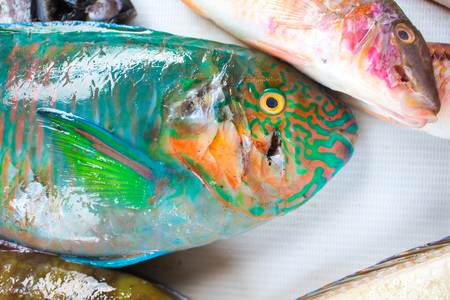Tropical fish on market. Parrot fish on white background. Seaside fisherman catch. Raw fish meat. Colorful parrot fish ready for cook. Fresh healthy seafood image for cooking recipe bookの写真素材