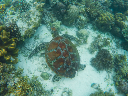 Sea turtle swims near corals on seabottom. White coral sand and coral reef. Tropical lagoon...