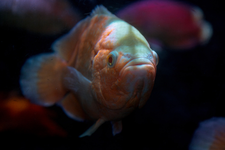 Red tropical fish in dark water. Koi carp in aquarium. Orange and white colored fish with big head. Aquarium fish closeup. Japanese fish breed. Decorative interior detail. Domestic pet in waterの写真素材