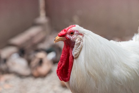 White fat rooster on backyard. White cock with red crest and beard. Chicken breed with white feather. Red comb and wattle of rooster. Fat fluffy chicken male. Domestic bird on farm yardの写真素材