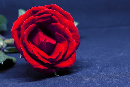 Red rose on blue background. Beautiful blossom with velvet petal. Hot pink flower banner template with text space. Wedding greeting decor. Floral wedding card. Romantic flower closeupの写真素材