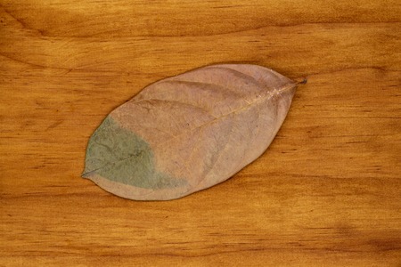 Single orange green leaf on wooden background. Dry orange green leaf top view photo.