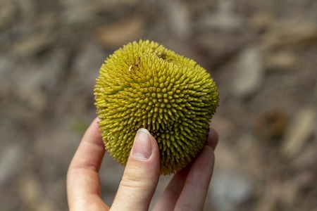 Tropical fruit with spiky surface in woman hand. Unusual tropic fruit in hand. Travel in Cambodia.