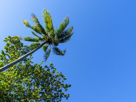 Blue sky and green tropical tree. Coco palm tree view from ground. Coco palm leaf on sky background. Tropical island landscape photo. Exotic place for vacation. Summer holiday travel escape bannerの写真素材