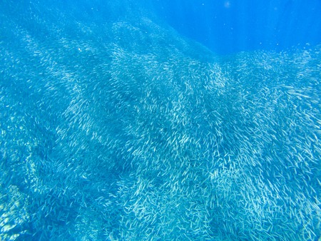 Small sardine carousel in open sea water. Massive fish school underwater photo. Pelagic fish school...