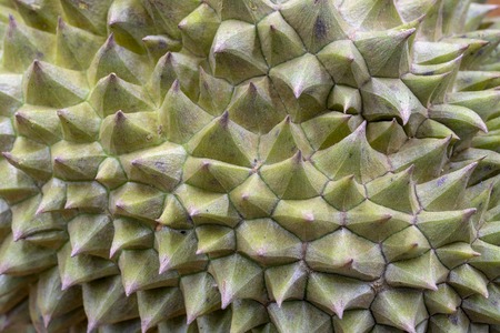 Tropical fruit durian spiky peel closeup photo. Durian skin texture with hard spikes. Sharp needle...