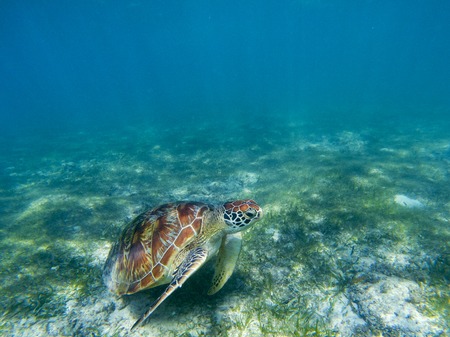 Sea turtle in tropical seashore, underwater photo of marine wildlife. Marine turtle undersea closeup. Wild animal of tropic sea. Oceanic animal. Endangered species. Sea turtle swimming in blue seaの写真素材