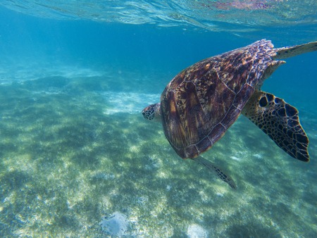 Sea turtle in tropical seashore, underwater photo of marine wildlife. Sea tortoise diving. Marine...