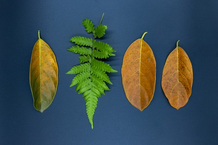 Fern leaf and orange leaves on black background.
