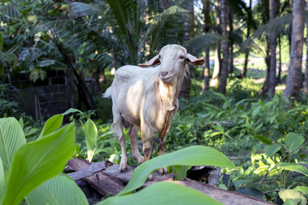 White goat in summer garden, animal photo. Cute fluffy goat with thread on neck. Farm animal on pasture. Philippine farm with coco palm trees and greenery. Domestic animal outdoor. Goat in tropicsの写真素材