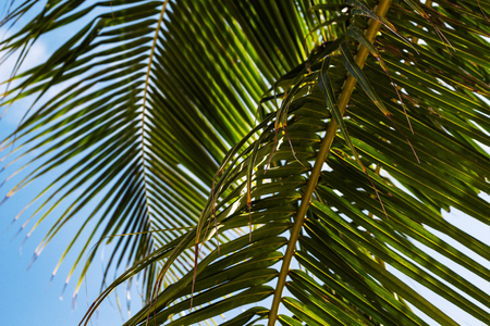 Fluffy green palm leaf on blue sky background. Relaxing tropical detail photo. Exotic place for vacation. Summer holiday escape destination. Sunny tropical paradise coco palm tree banner templateの写真素材
