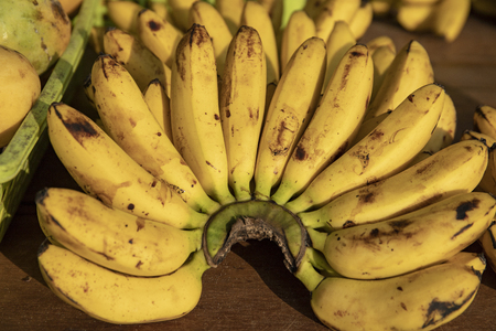 Yellow banana branch closeup photo. Rustic fresh banana pile on market table. Organic banana closeup photo. Sunny yellow tropical fruits for sale. Natural food snack. Exotic island fruit storeの写真素材