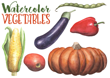 Watercolor vegetables on white background. Handdrawn vegetables isolated. Hand-painted pumpkin, eggplant, tomato, pepper, peas, corn. Autumn harvest. Natural organic food illustration. Cook ingredientの写真素材