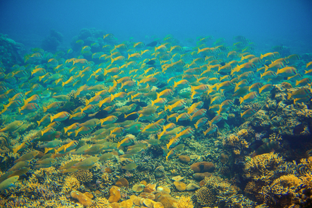 Yellow tropical fish scho. Coral reef underwater photo. Yellow fish shoal. Tropical seashore...