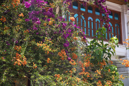 Blooming tropical tree and house window. Tropical garden detail. Vintage style house architecture and blossom tree. Colorful flowers on bush. Romantic city walk in tropics. Exotic garden plant photoの写真素材