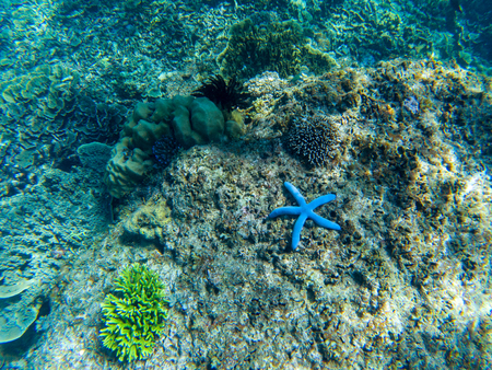 Blue starfish on coral sea bottom. Tropical starfish underwater photo. Exotic aquarium animal. Linckia Laevigata Starfish. Tropical fish on shore. Tropic seashore snorkeling. Coral reef animalの写真素材