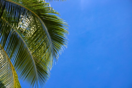 Coco palm leaf and shiny blue sky landscape. Sunny tropical paradise banner template with text place. Green palm leaf minimalist photo. Exotic place for vacation. Summer holiday escape destinationの写真素材