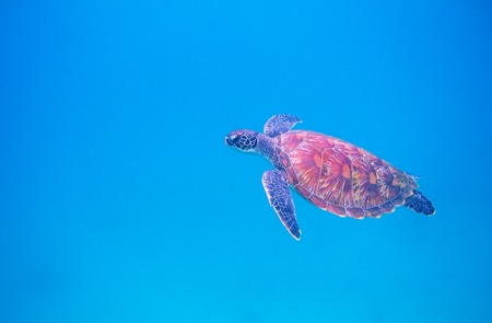 Green turtle in open sea underwater photo. Sea turtle closeup. Oceanic animal in wild nature. Summer vacation activity. Snorkeling or diving banner template. Tropical seashore with sea tortoiseの写真素材