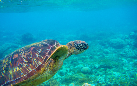 Green turtle head and fins underwater photo. Sea turtle closeup. Oceanic animal in wild nature. Summer vacation activity. Snorkeling or diving banner template. Tropical seashore with sea tortoiseの写真素材
