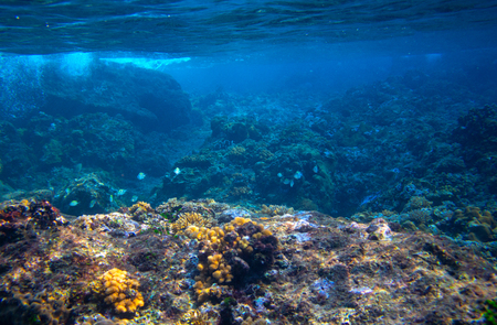 Fishes and corals in tropical seashore underwater photo. Marine diversity. Warm sea shore nature. Coral diverse sea bottom. Oceanic wildlife undersea. Coral reef landscape. Shallow water snorkelingの写真素材