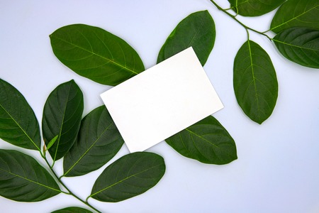 Green leaf ornament with blank card on white background. Summer leaf frame top view photo. Text space on natural backdrop. Green leaf flat lay. Feminine postcard mockup. Organic natural leaf templateの写真素材