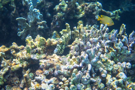 Tropical fish in coral reef underwater photo. Coral fish in natural environment. Coral fish...