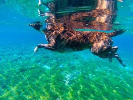 Dog swim in blue sea water, underwater photo.の写真素材