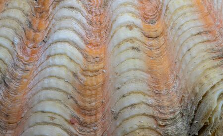 Orange white shell surface. Marine animal fossil closeup photo. Scallop shell surface. Seashell...