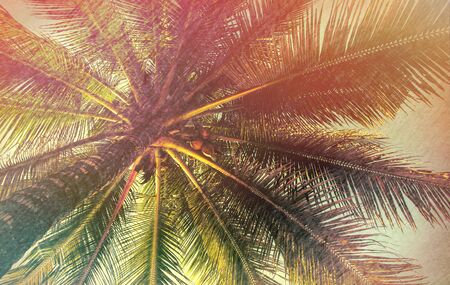 Palm tree with coconut, retro style photo. Summer travel destination. Fluffy palm leaf on sunset sky. Romantic honeymoon or holiday banner template. Coco palm crown view from ground. Tropical natureの写真素材