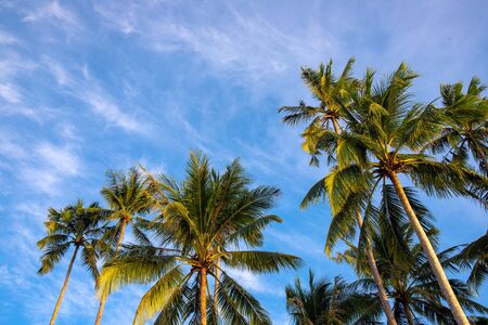 Tropical palm tree branch on blue sky background. Many palm trees in morning banner template. Summer travel destination. Green palm leaf abstraction. Idyllic tropical island jungle seaside landscapeの写真素材