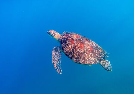 Wild sea turtle in blue water of tropical sea. Cute marine tortoise in natural environment. Snorkeling or diving banner with olive green turtle. Tropical seashore animal. Summer vacation adventureの写真素材
