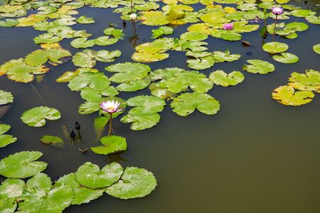 White lotus flower with round leaves on green water surface. Oriental zen banner template with text place. Pink lotus plant in dark water. Asian floral wallpaper. Japanese botanical garden green pondの写真素材