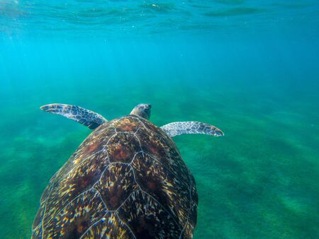 Sea turtle swim to seabottom of tropical sea. Endangered marine tortoise in natural environment....