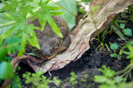 Tropical frog hides in green plants. Mimicry skill of tropical toad. Exotic animal closeup. Tropical fauna in zoo or terrarium. Frog or toad in summer foliage. Summer forest animal. Amphibian photoの写真素材
