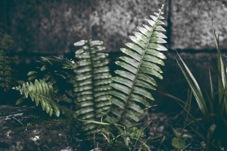 Wild fern leaf moody photo in dark tone. Tropical garden minimalist abstraction. Summer foliage...