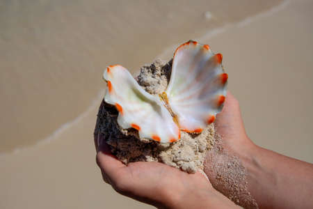 Sea shell in woman's hands on tropical beach background. Tropical island souvenir. Seashell closeup in female hand. Snorkeling or diving underwater treasure. Tourist impact on marine natureの写真素材
