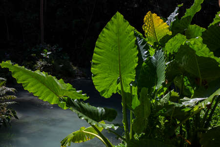 Tropical plants and fresh water spring. Tropical summer nature photo. Green leaf in backlight....