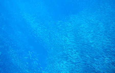Huge sardine colony in sunbeam swim in blue ocean. Sea fish underwater photo. Pelagic fish school in...