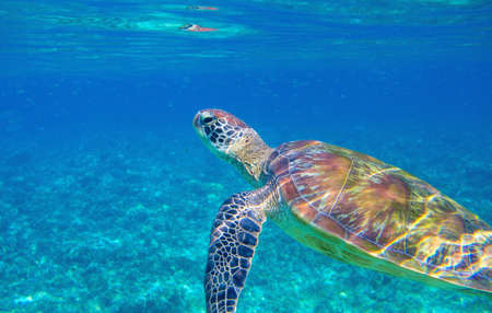 Sea turtle in blue lagoon. Cute sea animal underwater photo. Tropical island turtle snorkeling and diving banner template. Summer vacation travel activity. Marine tortoise in natural environmentの写真素材