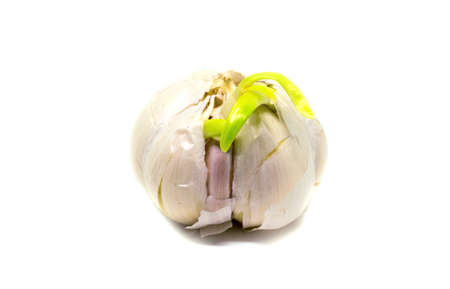 Garlic with green leaf on white background. Single garlic bulb studio photo. Whole garlic head with peeled skin and growing sapling. Spring herb for home gardening. Aromatic cook ingredientの写真素材