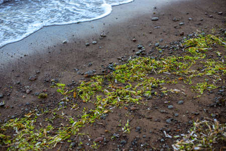 Green seagrass on brown beach sand. Wild beach natural recovery during pandemic quarantine. Seaside...