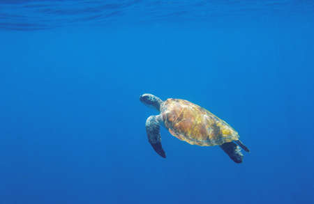 Green turtle in open sea water. Endangered sea animal underwater photo. Tropical island snorkeling and diving banner template. Summer vacation travel activity. Marine tortoise in natural environmentの写真素材