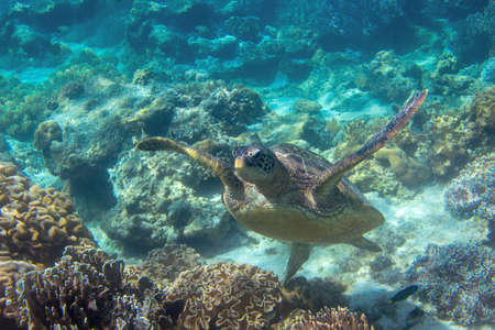 Sea turtle in blue water. Close up sea photo. Cute sea turtle in blue water of tropical sea. Green turtle underwater photo. Wild marine animal in natural environment. Endangered species of coral reef.の写真素材