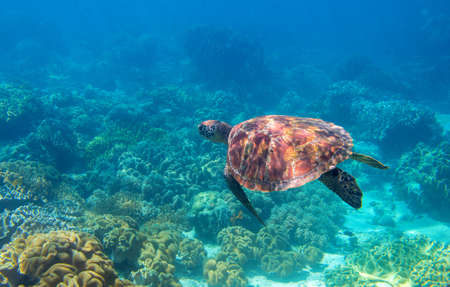 Sea turtle in blue water, underwater coral reef photo. Endangered sea turtle in blue water of tropical sea. Green turtle underwater photo. Wild marine animal in natural environment.の写真素材