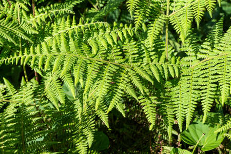 Fresh green fern leaves overlay top view photo. Summer forest nature detail. Fern leaf texture. Wooden meadow in sunlightの写真素材