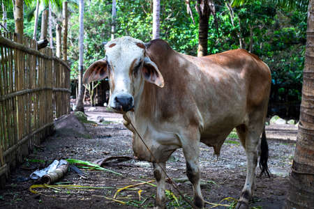 Bull on cattle farm, farm animal closeup. South Asia agriculture. Cow or bull portrait. Brown bull with white head and rope in nose. Livestock unethical raisingの写真素材