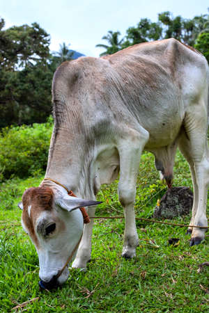 Bull on pasture, farm animal portrait. Farming and agriculture in South Asia. Cattle on outdoor free pasture. Green grassland and palm trees. Rural landscape in the Philippines. Cow eating grassの写真素材