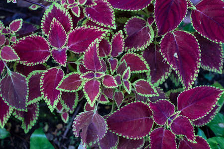 Tropical plant leaf top view, colorful foliage texture. Decorative leafy plant with purple and green foliage. Tropical floral decor in garden or flower pot. Exotic leaf photo textureの写真素材